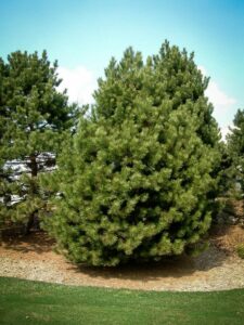 Сосна Чёрная (Pinus Nigra) купить по цене от 270.00р. в интернет-магазине «Посадика» с доставкой почтой в в Светлограде и по всей России – [изображение №1].