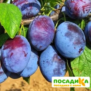 Слива Чачакская ранняя купить по цене от 229.00р. в интернет-магазине «Посадика» с доставкой почтой в в Светлограде и по всей России – [изображение №1].