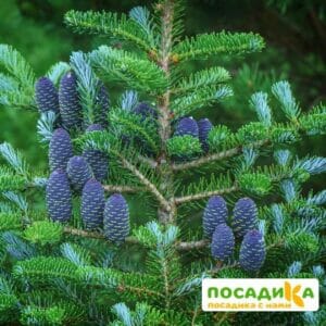 Пихта корейская (Abies koreana) купить по цене от 450.00р. в интернет-магазине «Посадика» с доставкой почтой в в Светлограде и по всей России – [изображение №1].