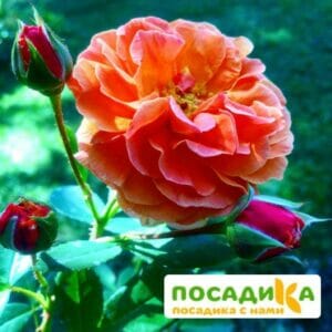 Роза Арабия купить по цене от 350.00р. в интернет-магазине «Посадика» с доставкой почтой в в Светлограде и по всей России – [изображение №1].