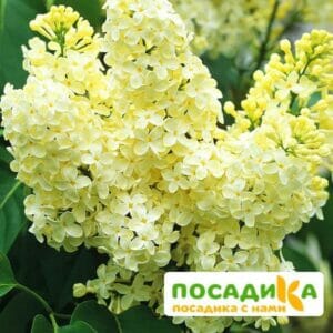 Сирень Примроуз (Primrose) купить по цене от 529.00р. в интернет-магазине «Посадика» с доставкой почтой в в Светлограде и по всей России – [изображение №1].