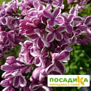 Сирень Сенсация купить по цене от 529.00р. в интернет-магазине «Посадика» с доставкой почтой в в Светлограде и по всей России – [изображение №1].