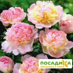 Пион Распберри Сандей (Paeonia Raspberry Sundae) купить по цене от 959р. в интернет-магазине «Посадика» с доставкой почтой в в Светлограде и по всей России – [изображение №1].