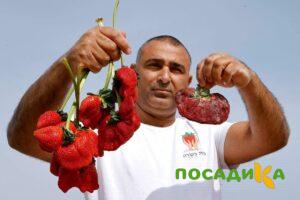 Клубника Гигант Джорнея купить по цене от 266р. в интернет-магазине «Посадика» с доставкой почтой в в Светлограде и по всей России – [изображение №1].