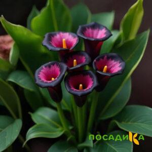 Калла Аура Лейс купить по цене от 400р. в интернет-магазине «Посадика» с доставкой почтой в в Светлограде и по всей России – [изображение №1].