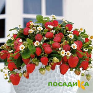Клубника Рубиновый Шепот (горшечная) купить по цене от 240р. в интернет-магазине «Посадика» с доставкой почтой в в Светлограде и по всей России – [изображение №1].