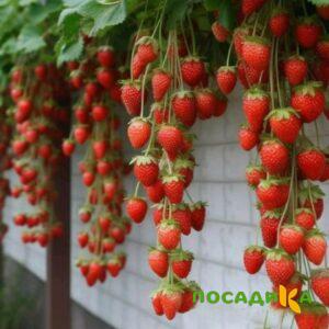 Клубника вьющаяся Комплимент купить по цене от 470р. в интернет-магазине «Посадика» с доставкой почтой в в Светлограде и по всей России – [изображение №1].