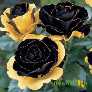 Роза Ханни Сикл купить по цене от 700р. в интернет-магазине «Посадика» с доставкой почтой в в Светлограде и по всей России – [изображение №1].