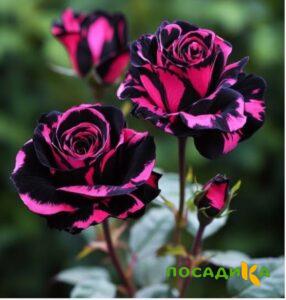 Роза Багровый Шепот купить по цене от 366р. в интернет-магазине «Посадика» с доставкой почтой в в Светлограде и по всей России – [изображение №1].