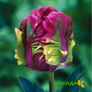 Тюльпан Экзотик Хэвен купить по цене от 186р. в интернет-магазине «Посадика» с доставкой почтой в в Светлограде и по всей России – [изображение №1].